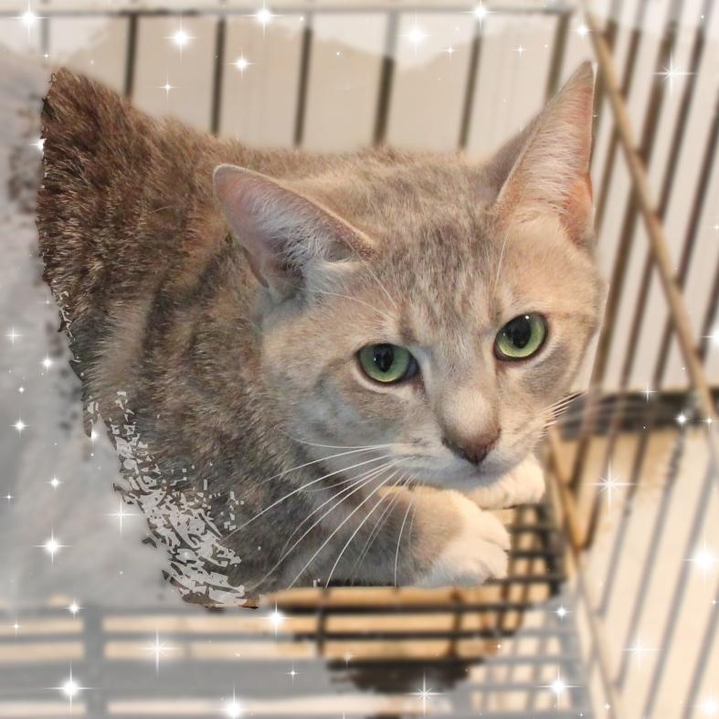 Leo, ADOPTABLE, Young Male Tabby.