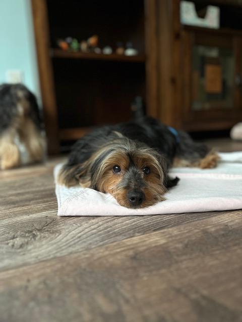 Enlarge Nupe, a Adoptable Yorkshire Terrier in Indian Trail, NC image 1/6