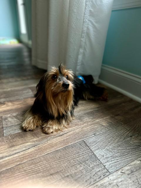Enlarge Nupe, a Adoptable Yorkshire Terrier in Indian Trail, NC image 2/6