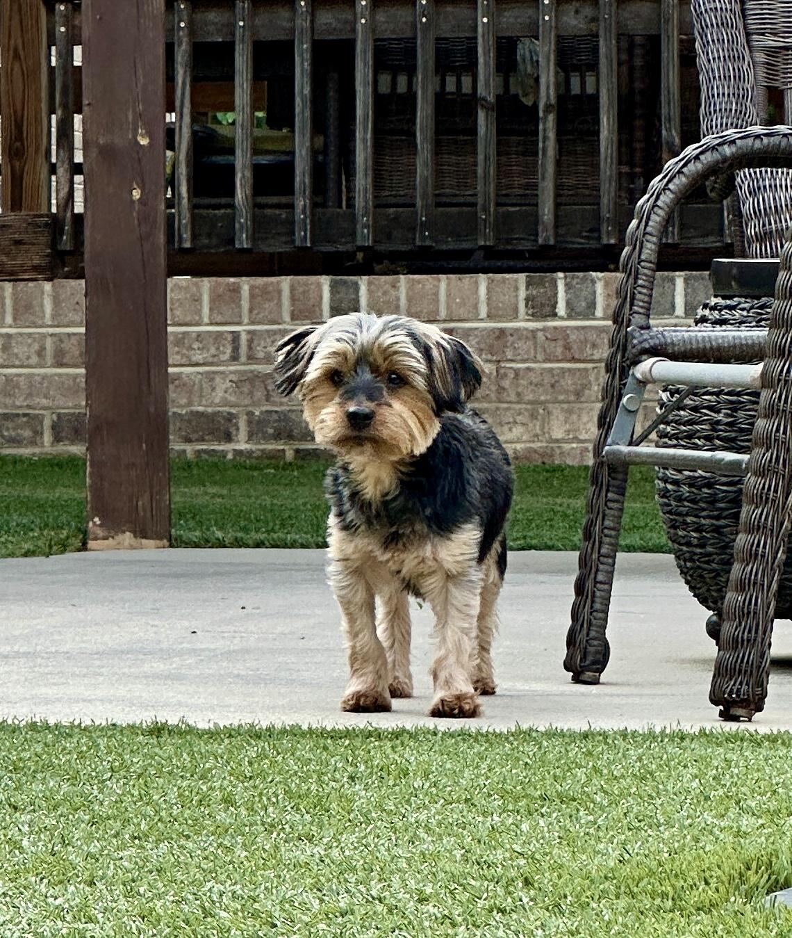 Enlarge Nupe, a Adoptable Yorkshire Terrier in Indian Trail, NC image 3/6