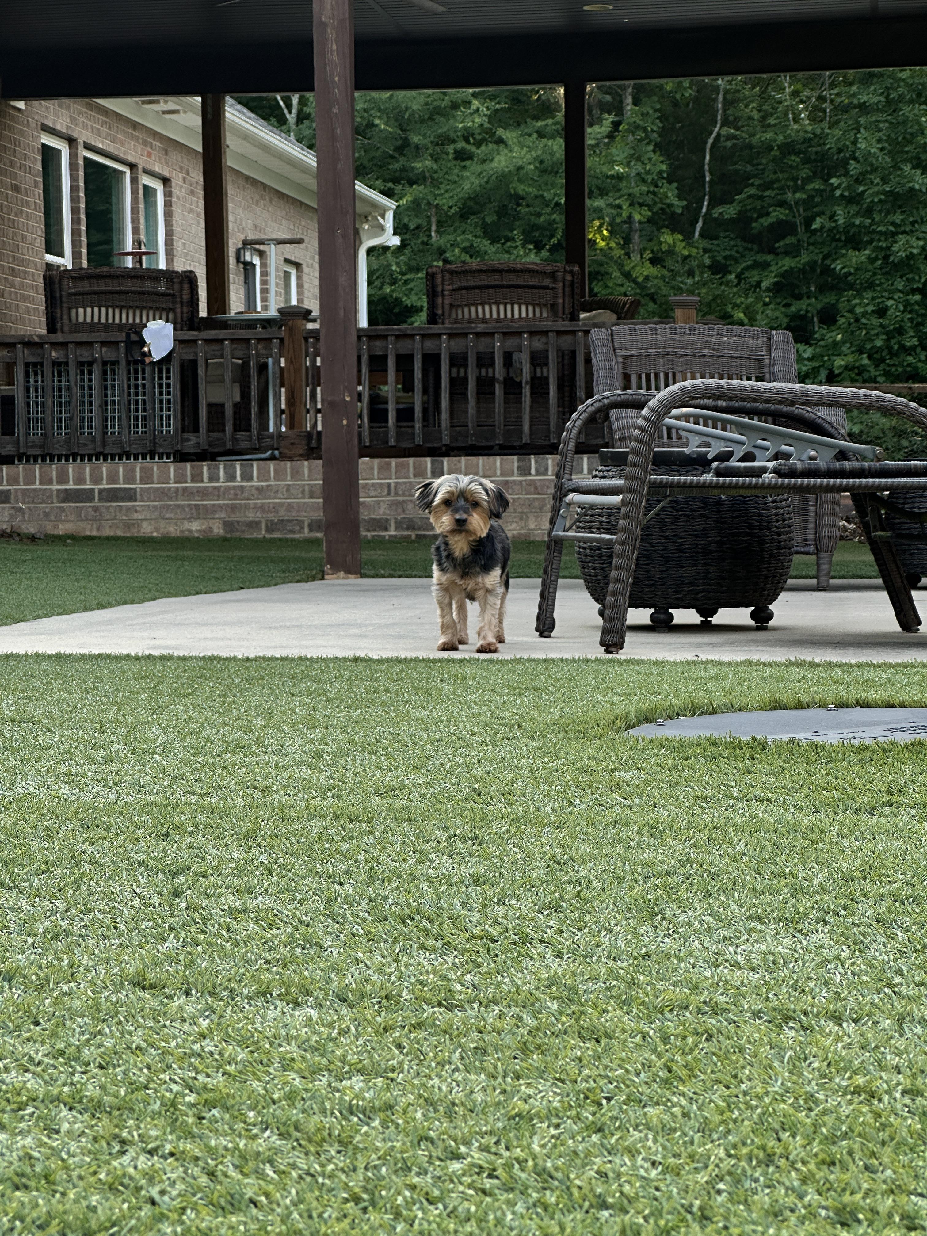 Enlarge Nupe, a Adoptable Yorkshire Terrier in Indian Trail, NC image 4/6