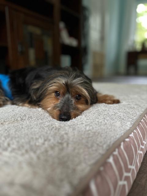 Enlarge Nupe, a Adoptable Yorkshire Terrier in Indian Trail, NC image 5/6