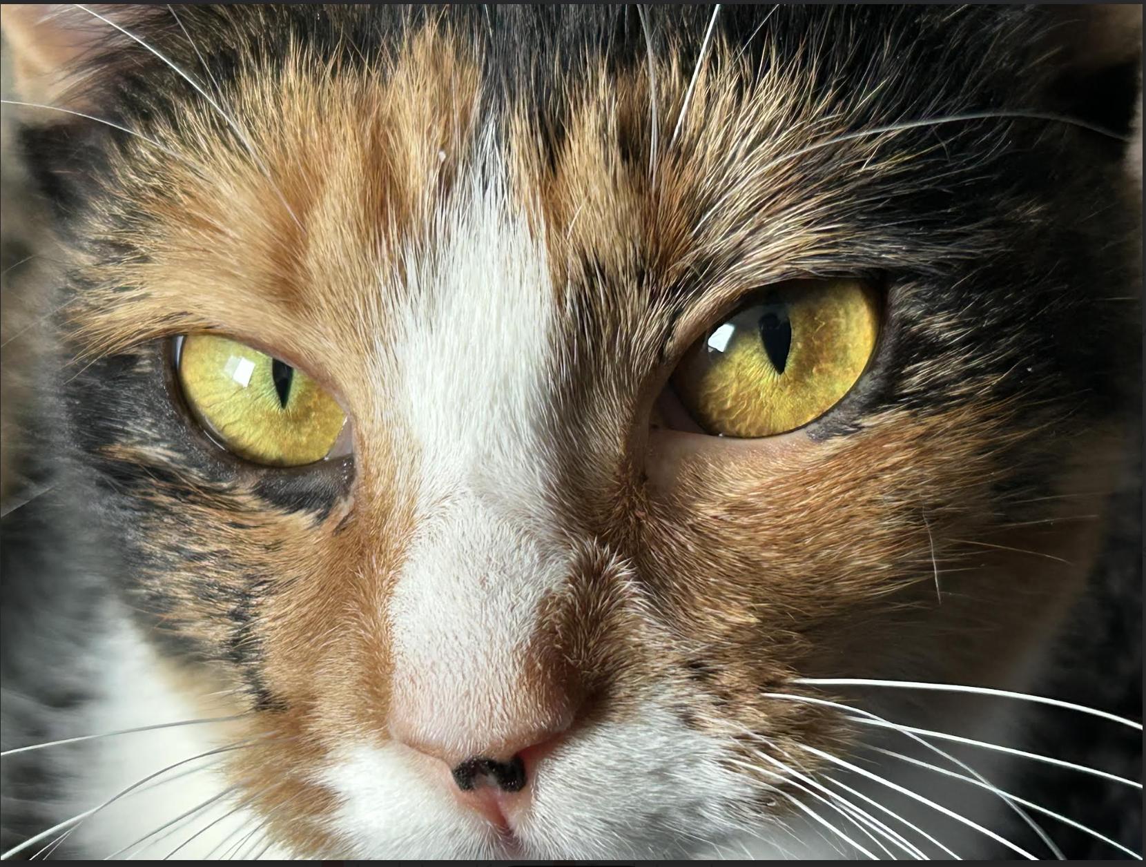 Enlarge Callie, an adoptable Domestic Short Hair in Greenburgh, NY image 5/6