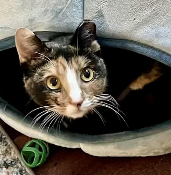 Enlarge Callie, a Adoptable Domestic Short Hair in Greenburgh, NY image 2/4