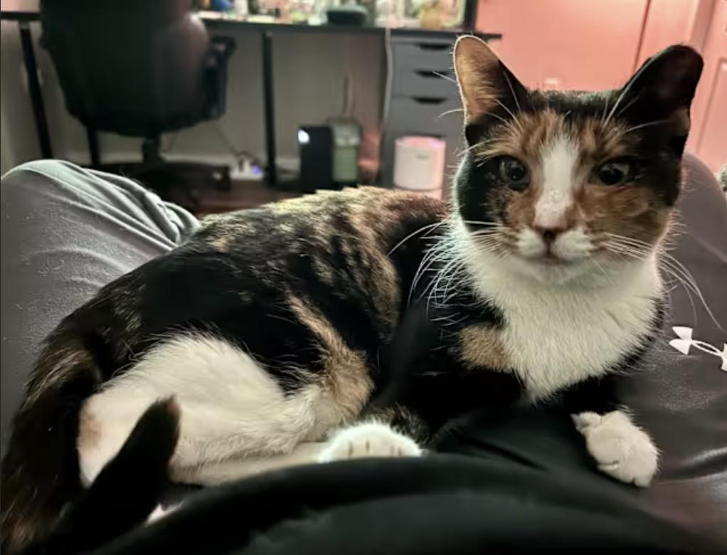 Enlarge Callie, a Adoptable Domestic Short Hair in Greenburgh, NY image 4/4