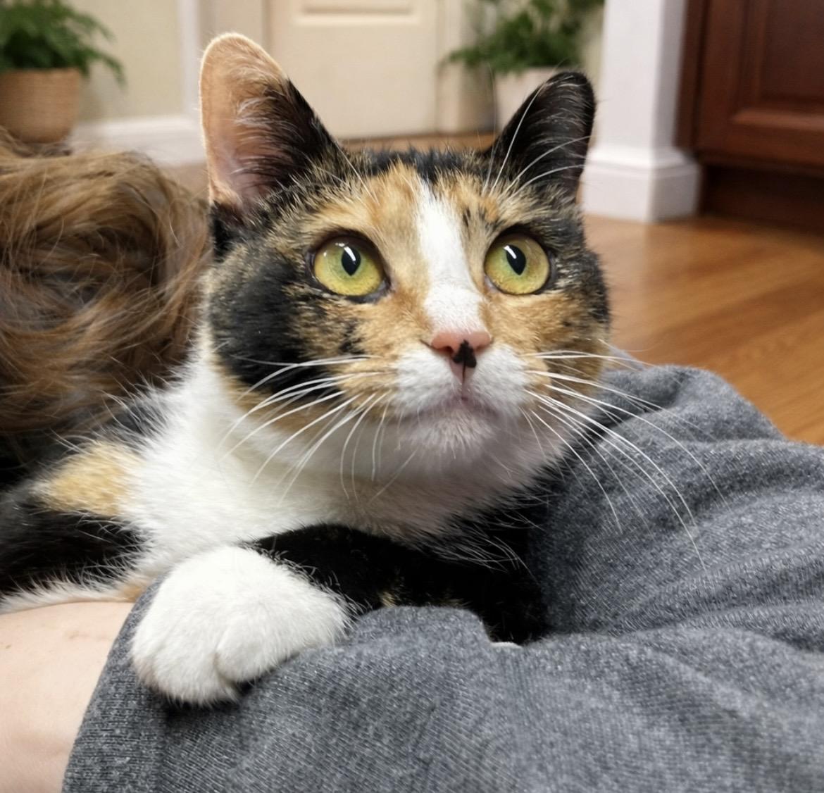 Callie, an adoptable Domestic Short Hair in Greenburgh, NY image 6/6