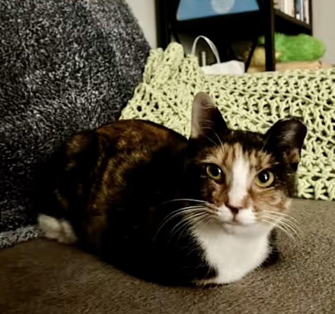 Enlarge Callie, a Adoptable Domestic Short Hair in Greenburgh, NY image 3/4