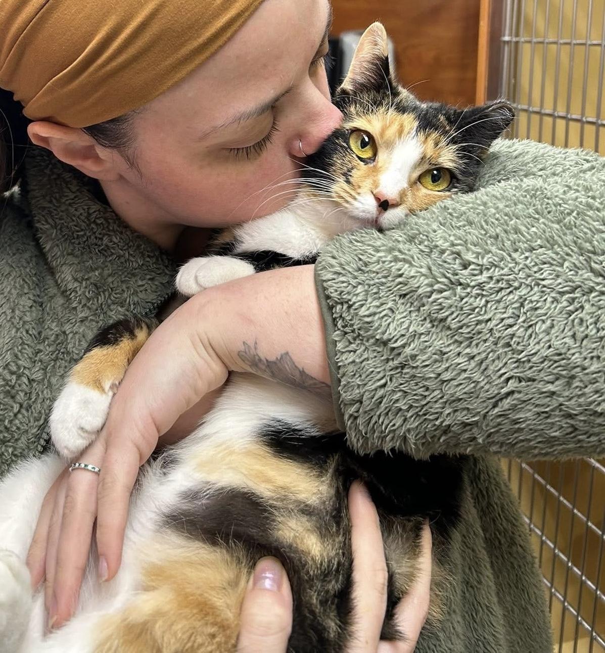 Callie, an adoptable Domestic Short Hair in Greenburgh, NY image 2/6