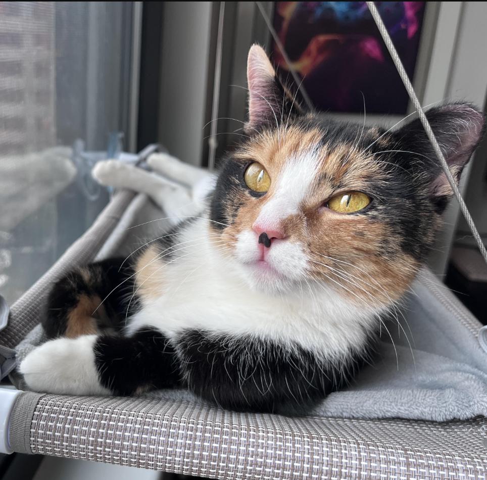 Enlarge Callie, an adoptable Domestic Short Hair in Greenburgh, NY image 1/6