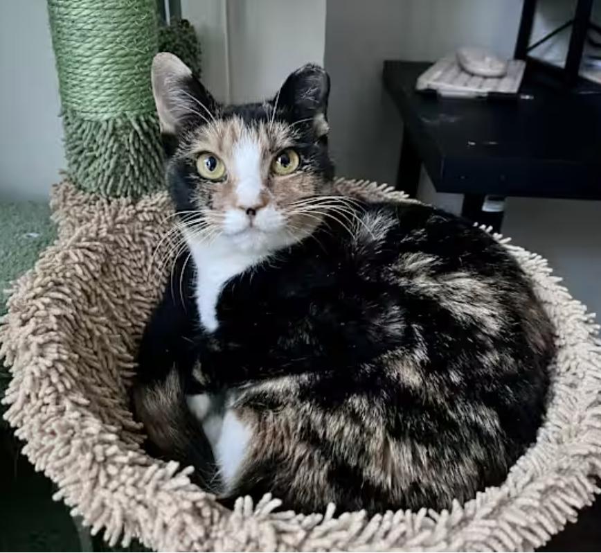 Enlarge Callie, a Adoptable Domestic Short Hair in Greenburgh, NY image 1/4