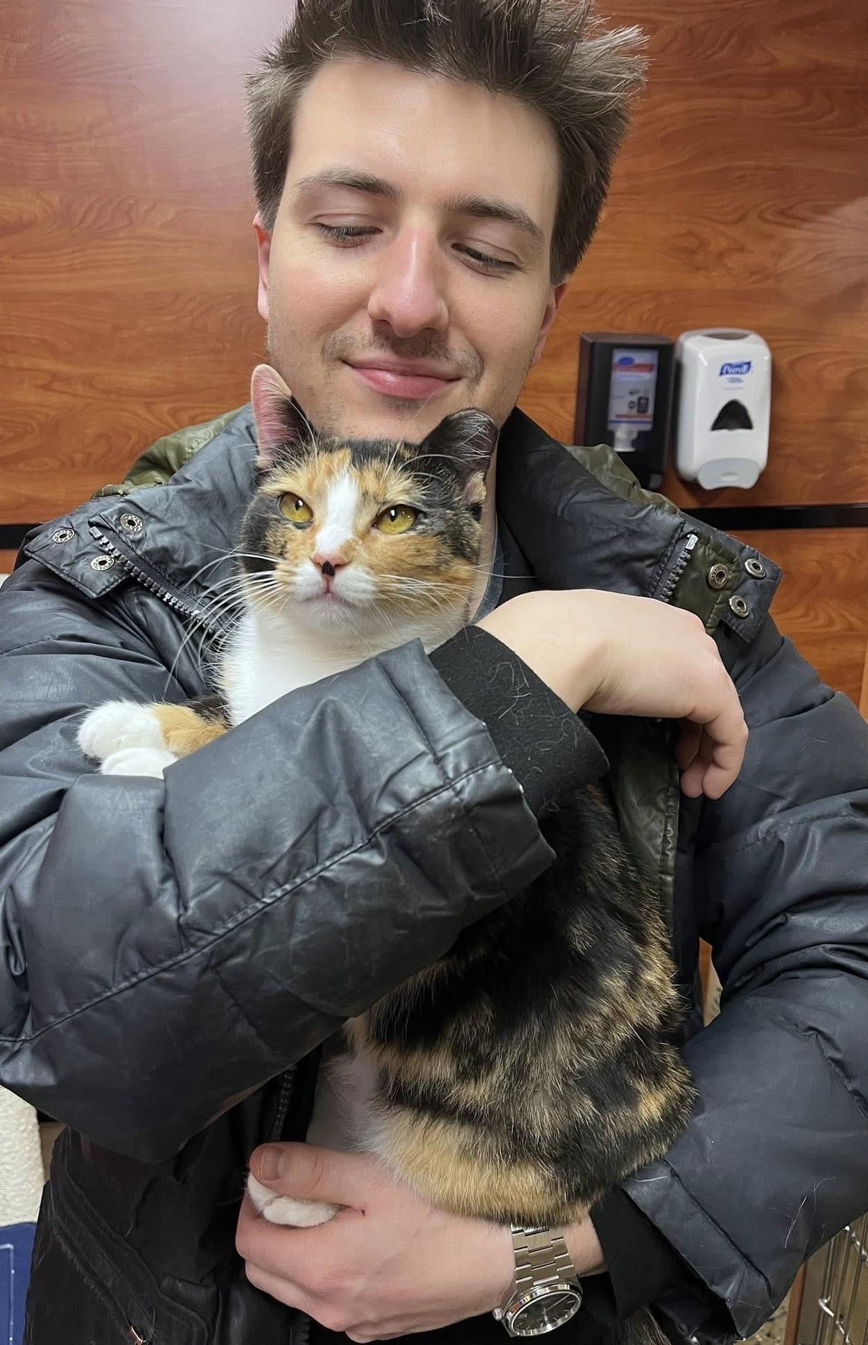 Callie, an adoptable Domestic Short Hair in Greenburgh, NY image 3/6