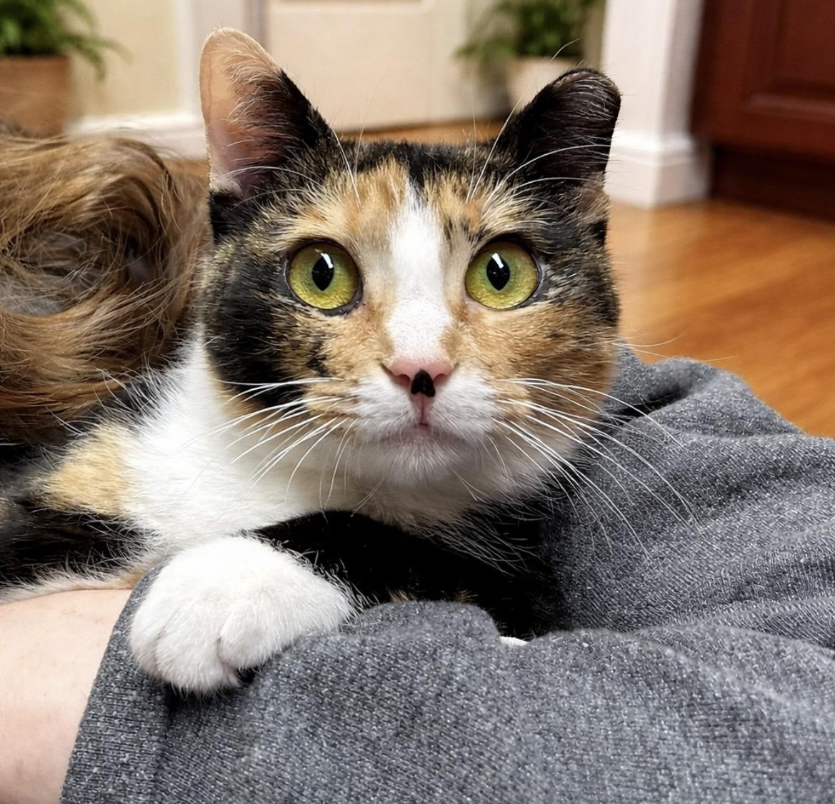 Callie, adoptable, Young Female Domestic Short Hair.