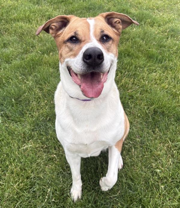 Mya, Adoptable, Adult Female Shepherd & Rottweiler.