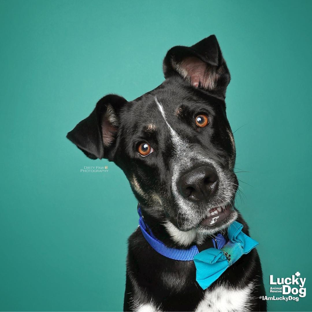 Gideon, Adoptable, Young Male Shepherd & Cattle Dog.