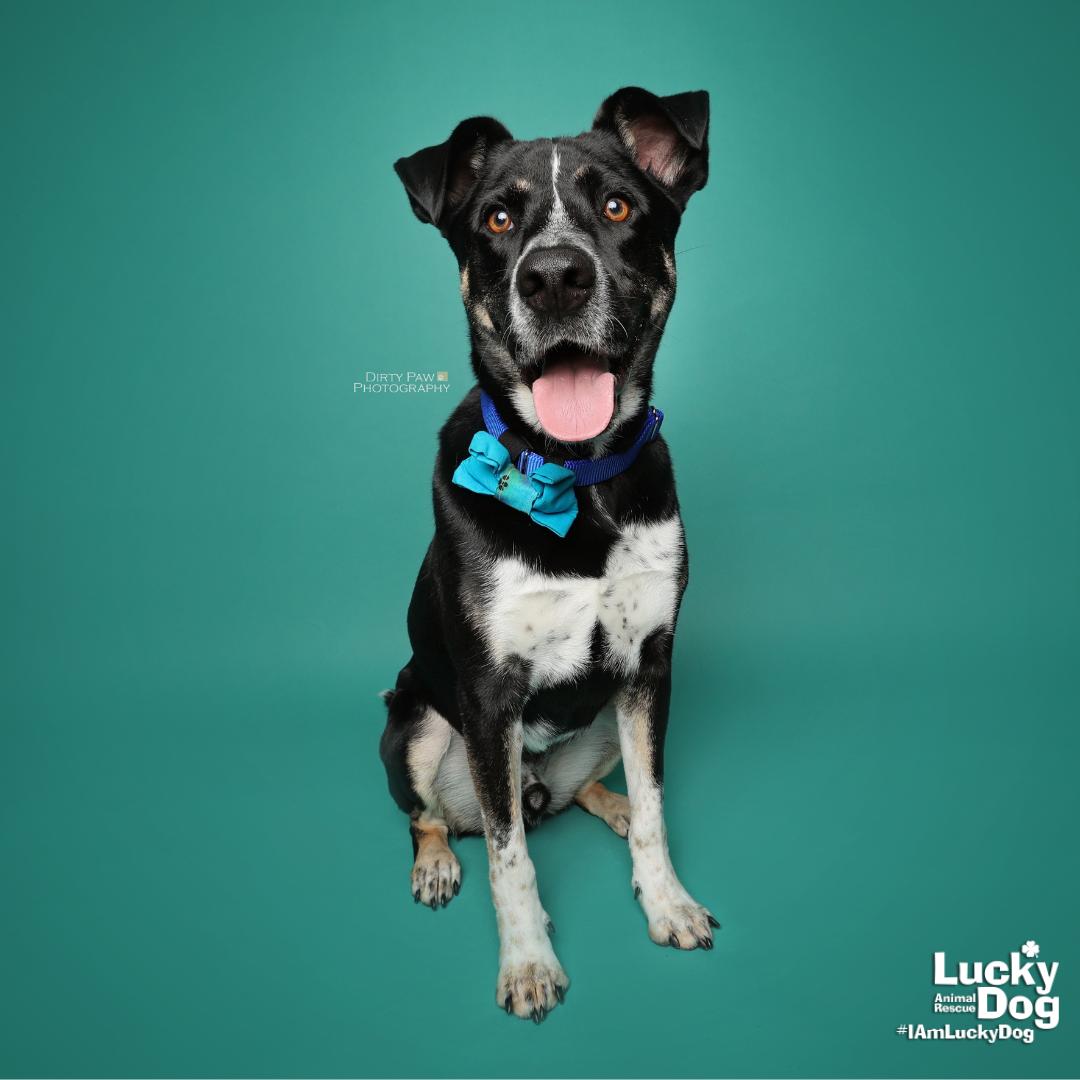 Enlarge Gideon, a Adopted mixed breed in Washington, DC image 1/3