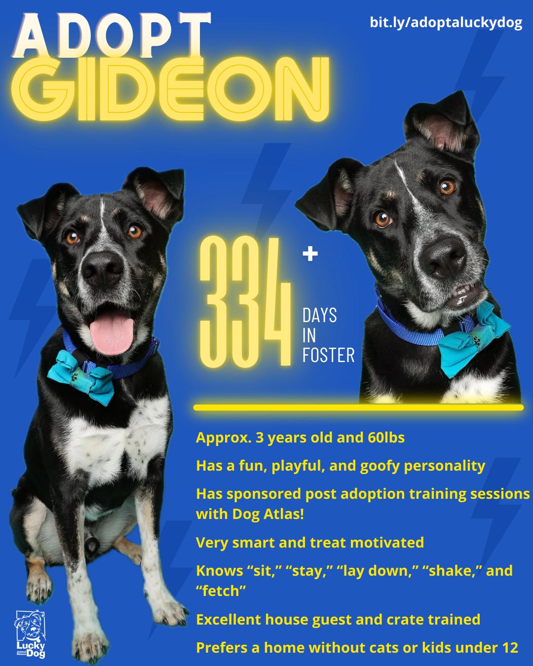 Enlarge Gideon, a Adopted mixed breed in Washington, DC image 3/3