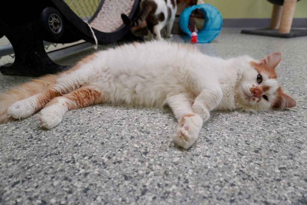 Neanderthal, Adoptable, Adult Male Domestic Long Hair.