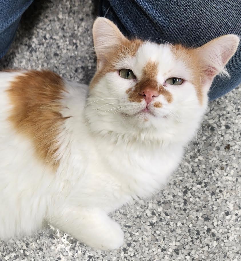 Neanderthal, a Adoptable mixed breed in Auburn, IN image 2/5