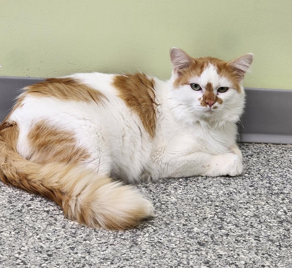 Neanderthal, a Adoptable mixed breed in Auburn, IN image 3/5