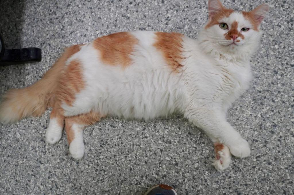 Neanderthal, a Adoptable mixed breed in Auburn, IN image 4/5