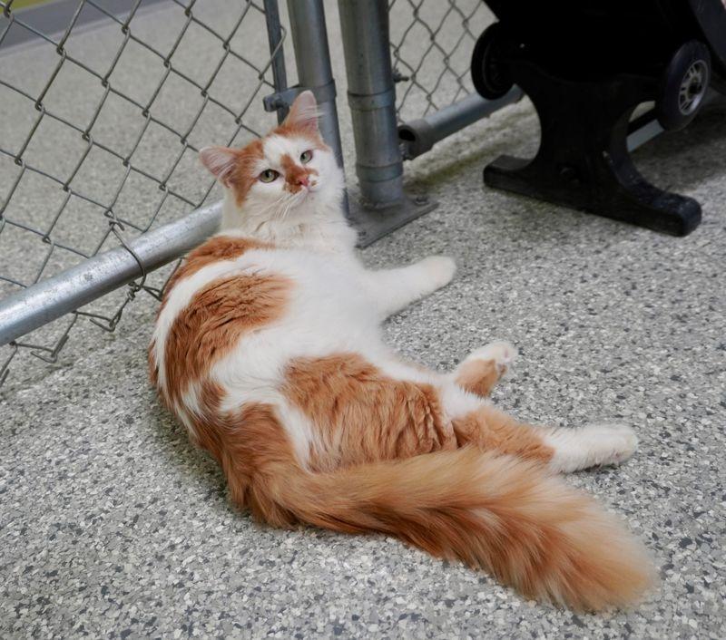 Neanderthal, a Adoptable mixed breed in Auburn, IN image 5/5