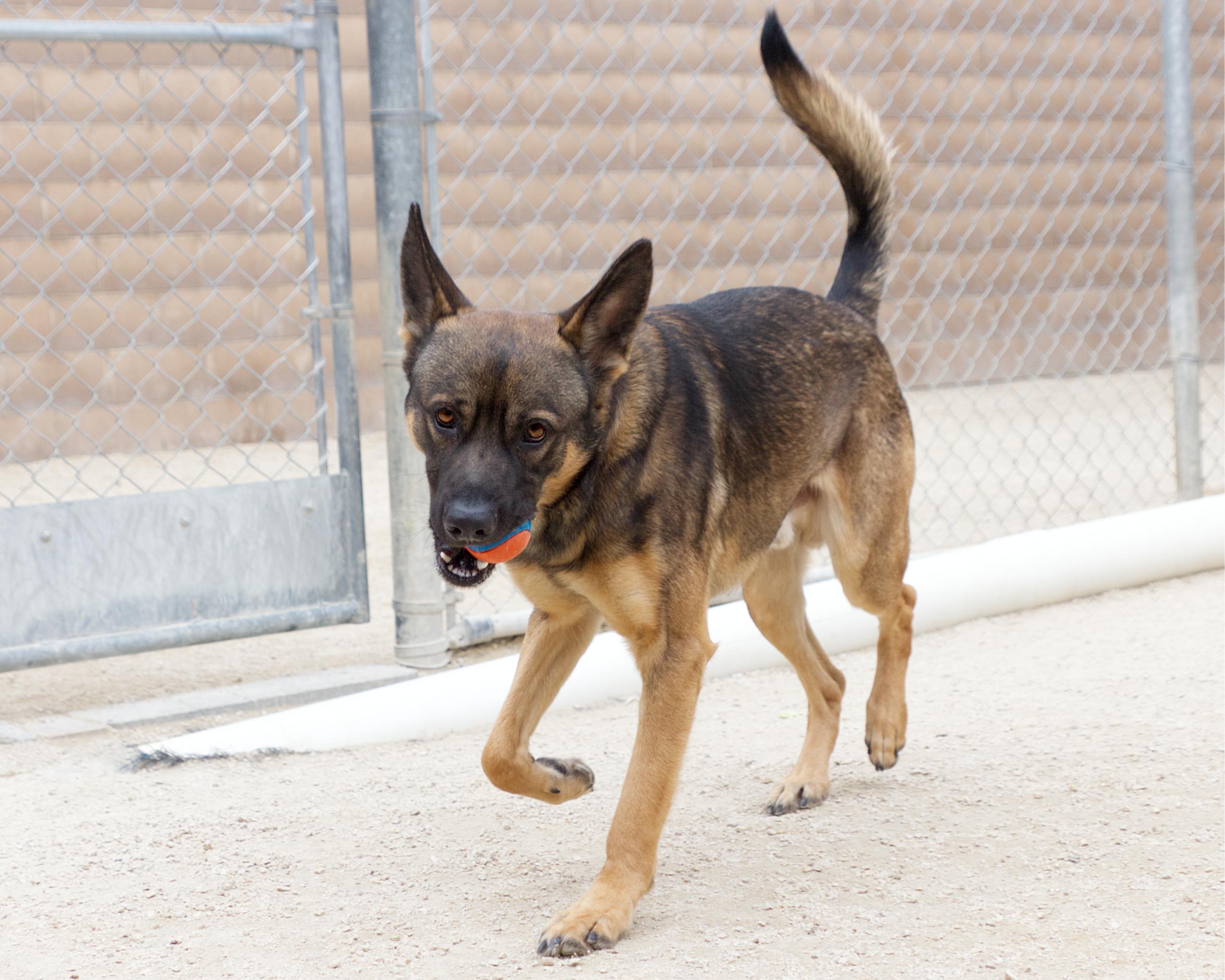 Enlarge Boeing , an adoptable mixed breed in Winnipeg, MB image 2/3