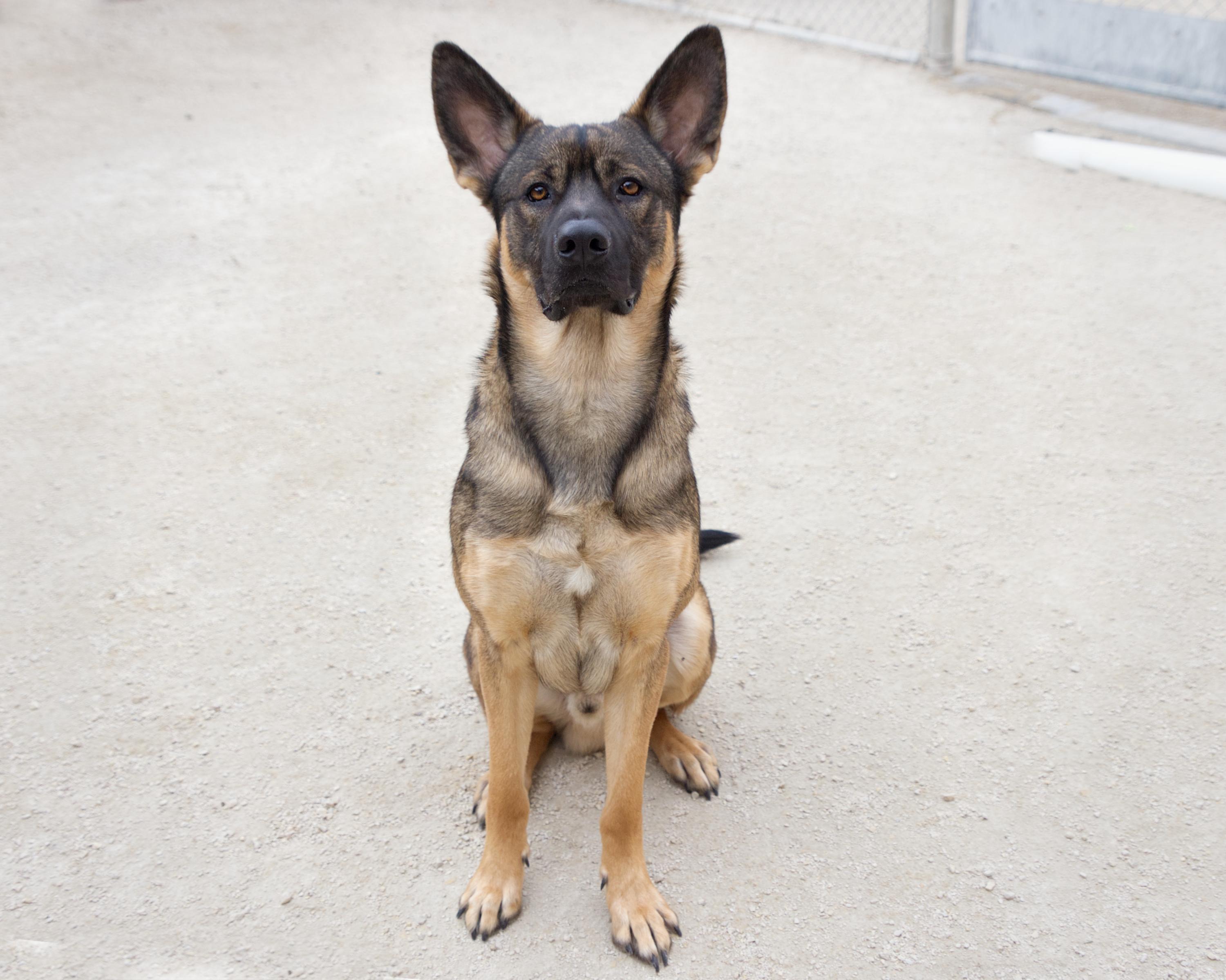 Enlarge Boeing , an adoptable mixed breed in Winnipeg, MB image 3/3