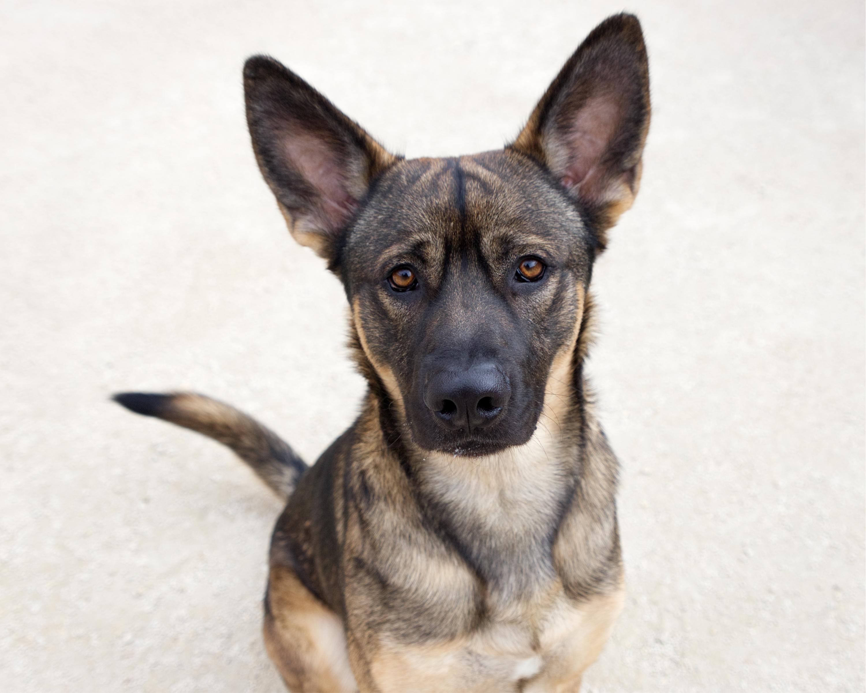Boeing , adoptable, Young Male Shepherd.
