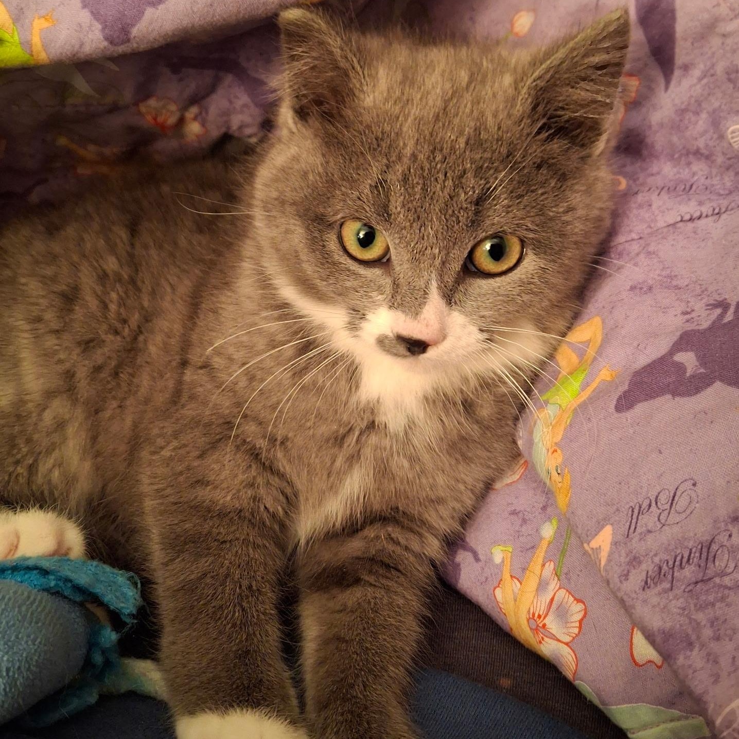 Ellywick, an adoptable mixed breed in Watertown, WI image 4/4