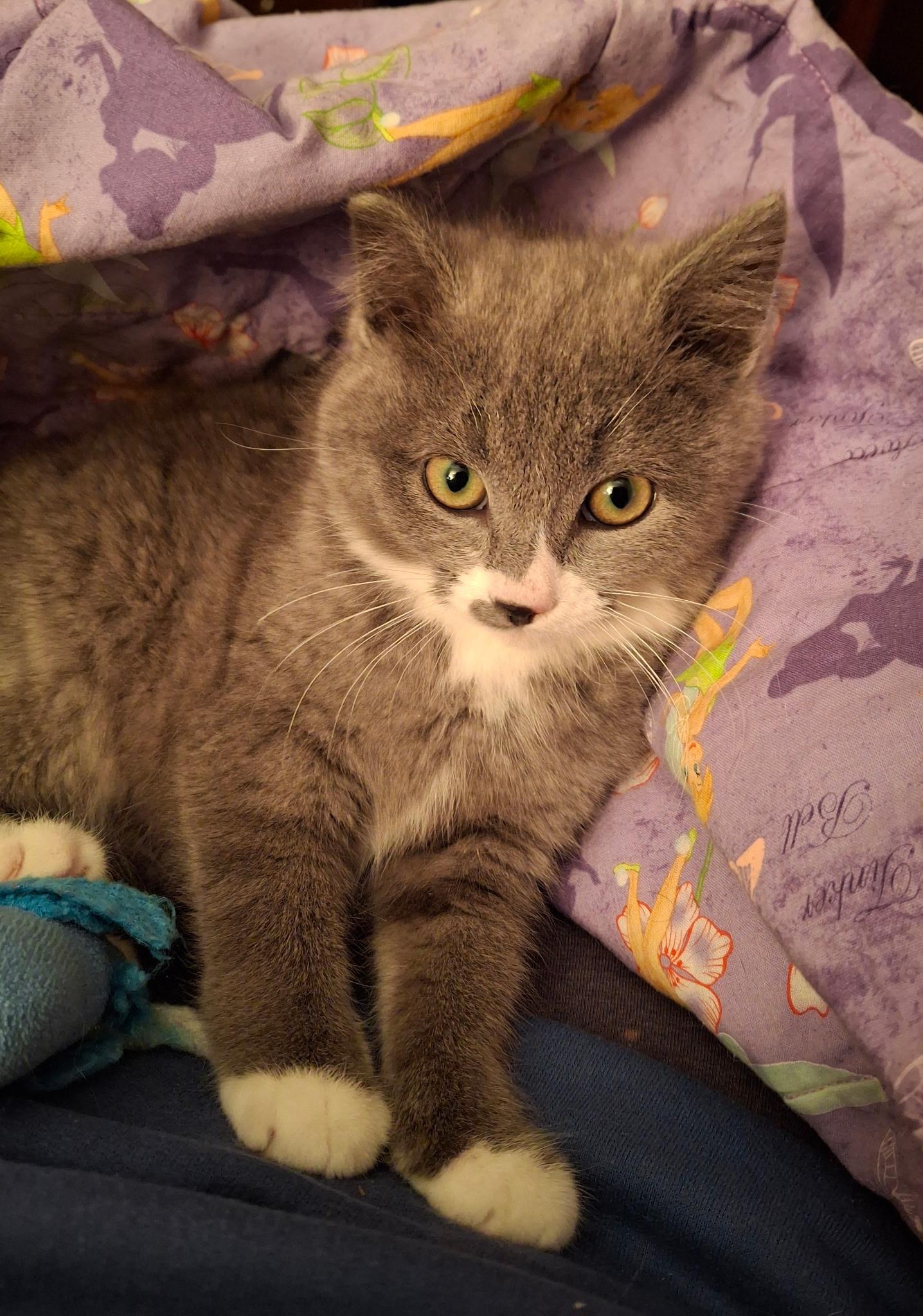 Enlarge Ellywick, an adoptable mixed breed in Watertown, WI image 2/2