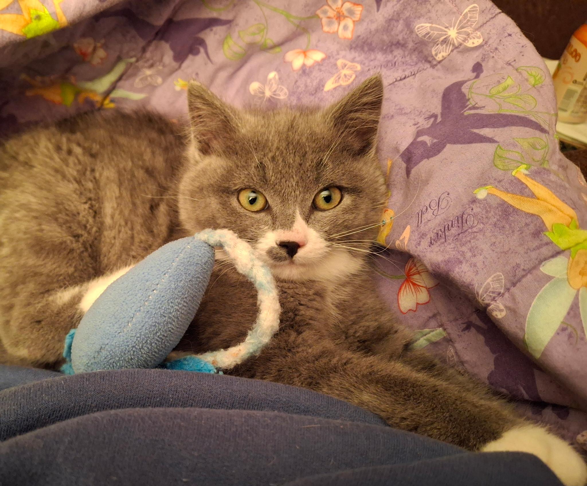 Ellywick, adoptable, Young Female Domestic Short Hair.