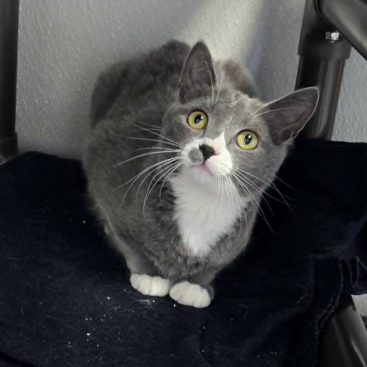 Ellywick, an adoptable mixed breed in Watertown, WI image 1/4
