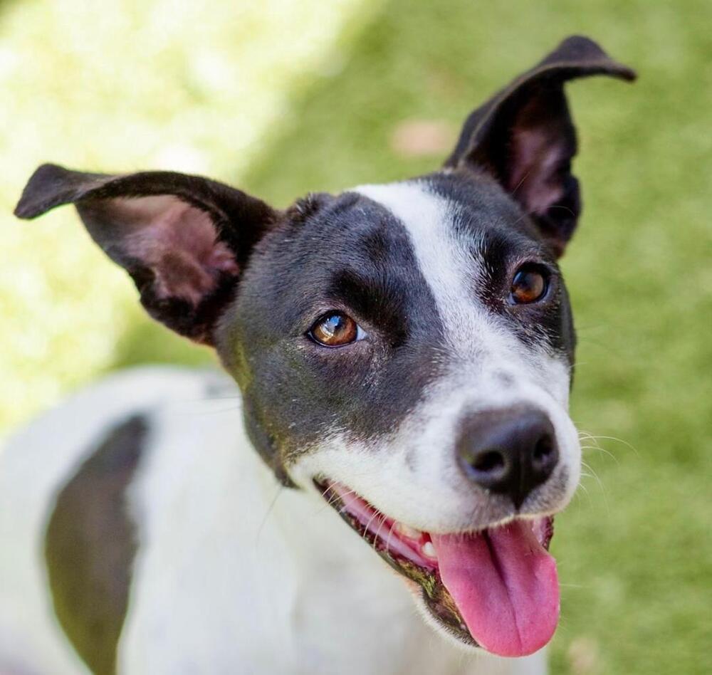 Enlarge Simona, a Adoptable mixed breed in Breinigsville, PA image 1/2
