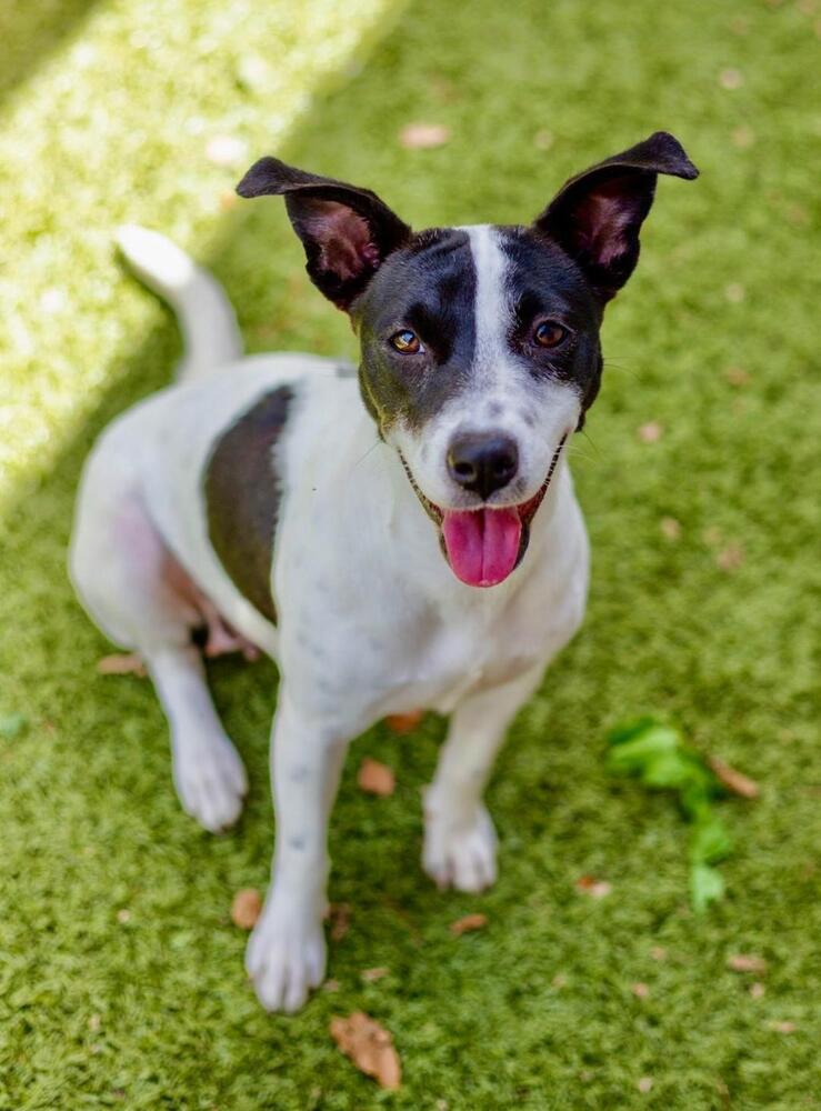 Enlarge Simona, a Adoptable mixed breed in Breinigsville, PA image 2/2