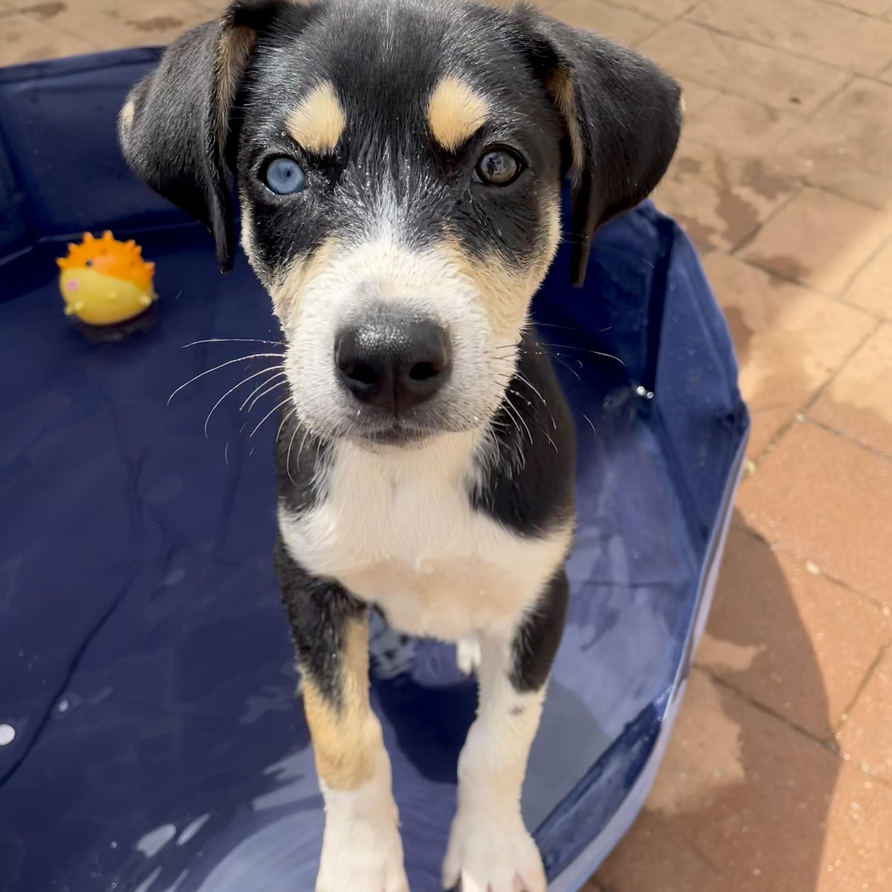 Enlarge Willow, a ADOPTABLE mixed breed in Greensboro, NC image 1/6