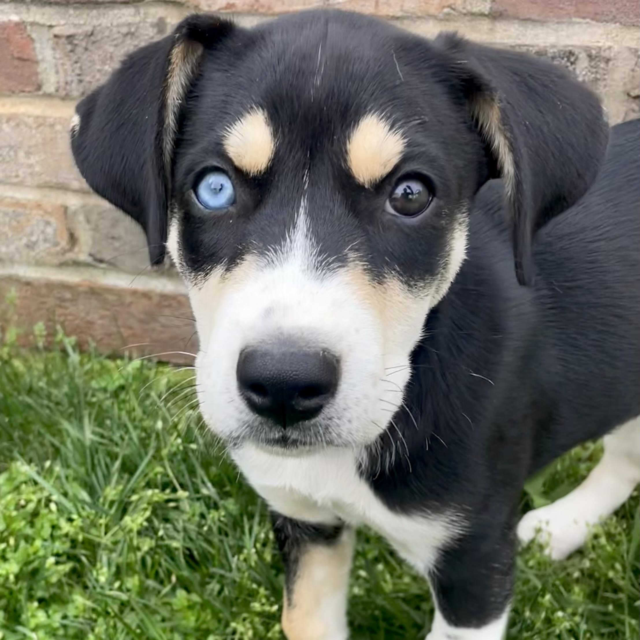 Enlarge Willow, a ADOPTABLE mixed breed in Greensboro, NC image 2/6