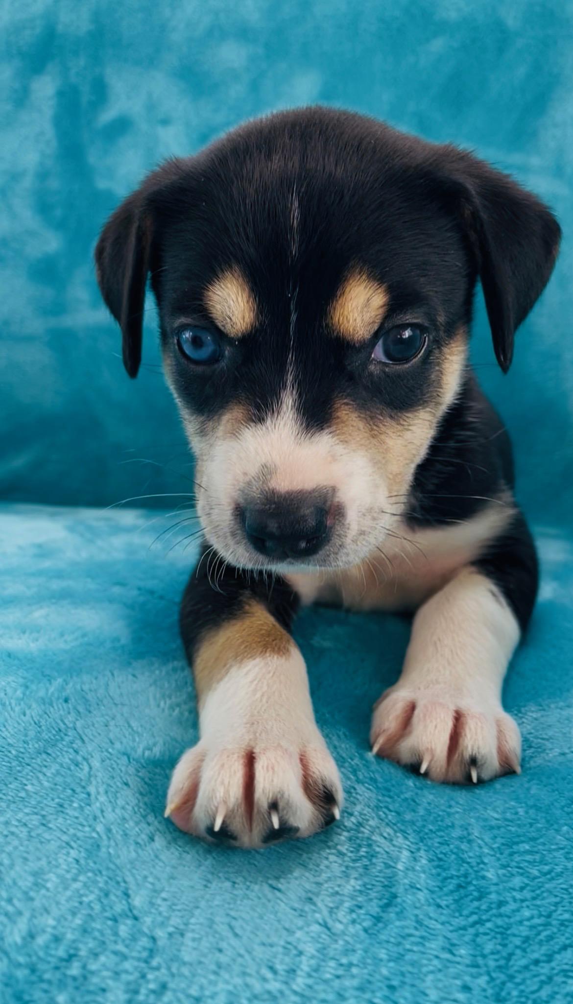 Enlarge Willow, a ADOPTABLE mixed breed in Greensboro, NC image 5/6