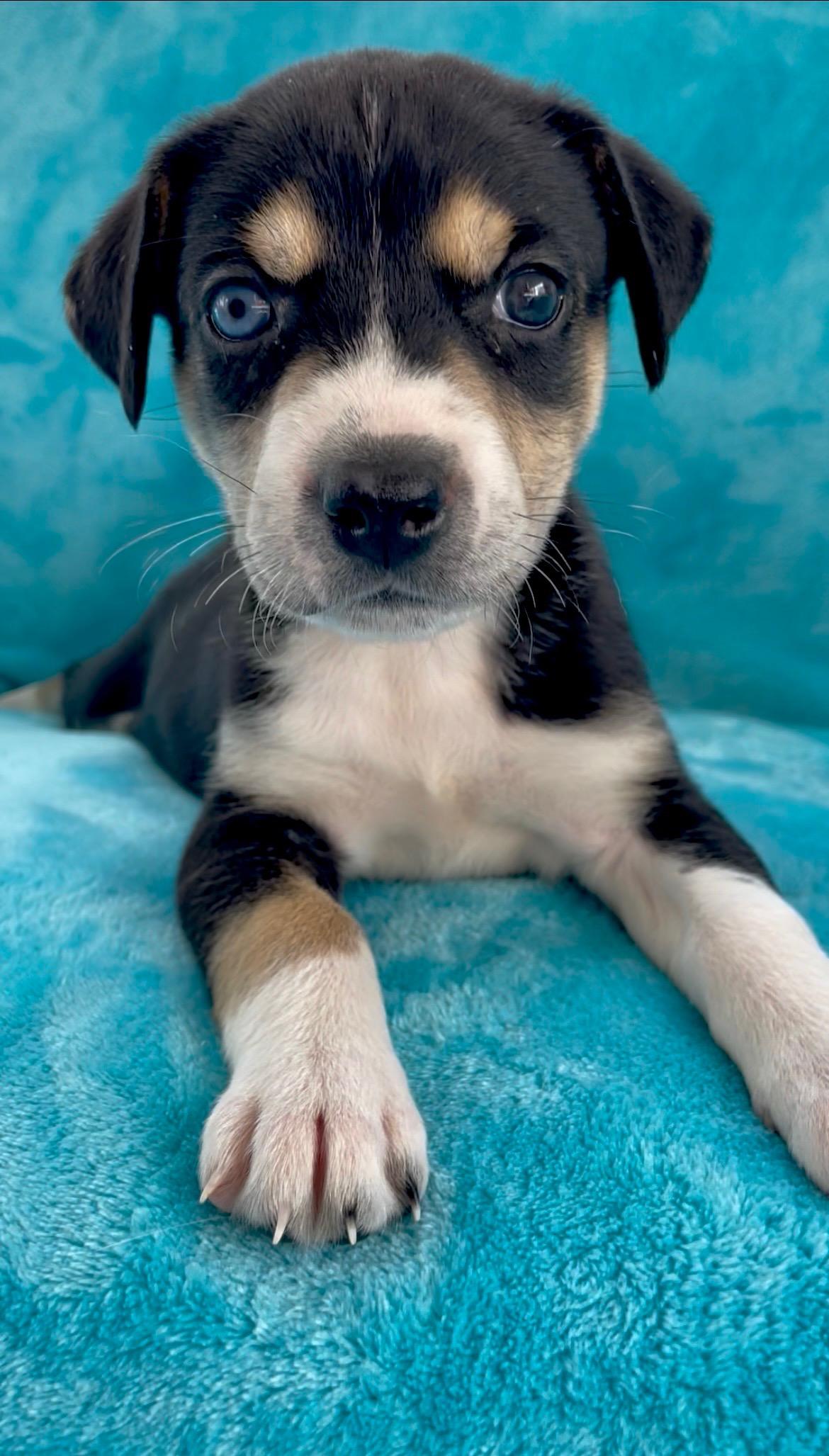 Enlarge Willow, a ADOPTABLE mixed breed in Greensboro, NC image 4/6