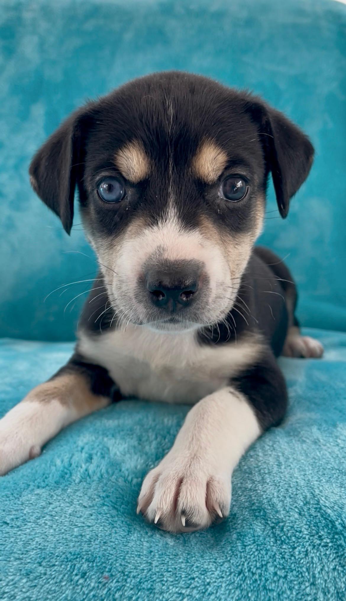 Enlarge Willow, a ADOPTABLE mixed breed in Greensboro, NC image 3/6