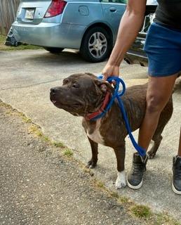Enlarge Saki, a Adopted Pit Bull Terrier in Denham Springs, LA image 1/1
