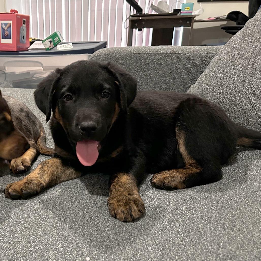 Stu, Adoptable, Puppy Male Shepherd.