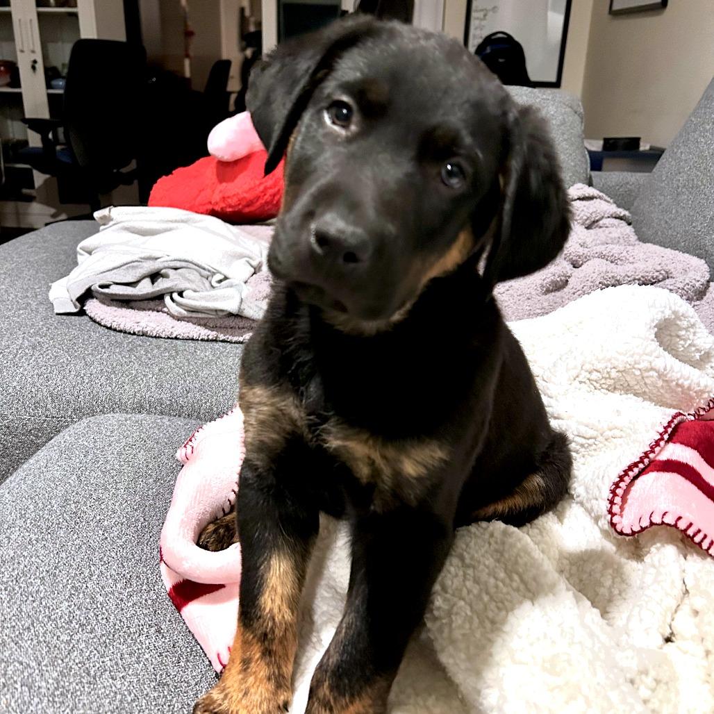 Enlarge Stu, a Adoptable mixed breed in Woodinville, WA image 4/5