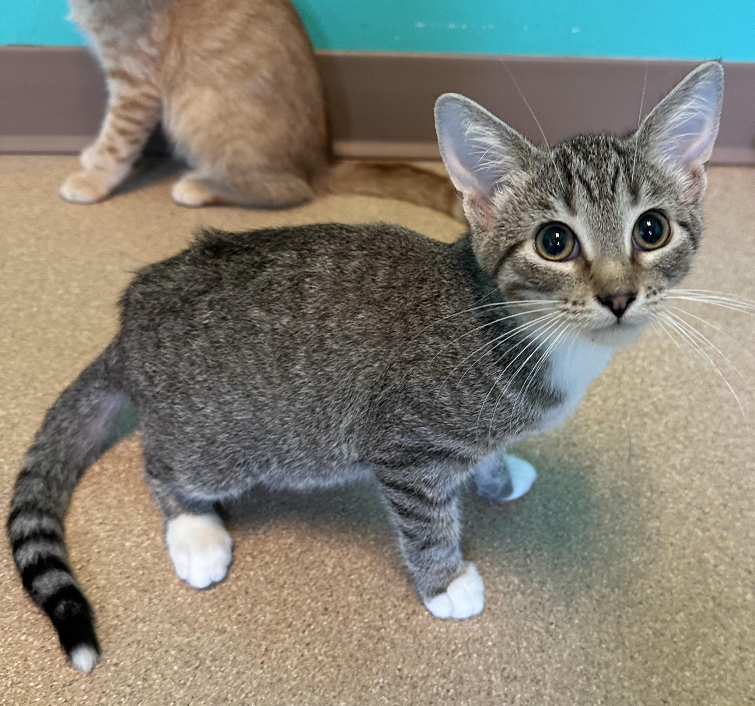 Blume, an adoptable Domestic Short Hair in Brookings, SD, 57006 | Photo Image 2