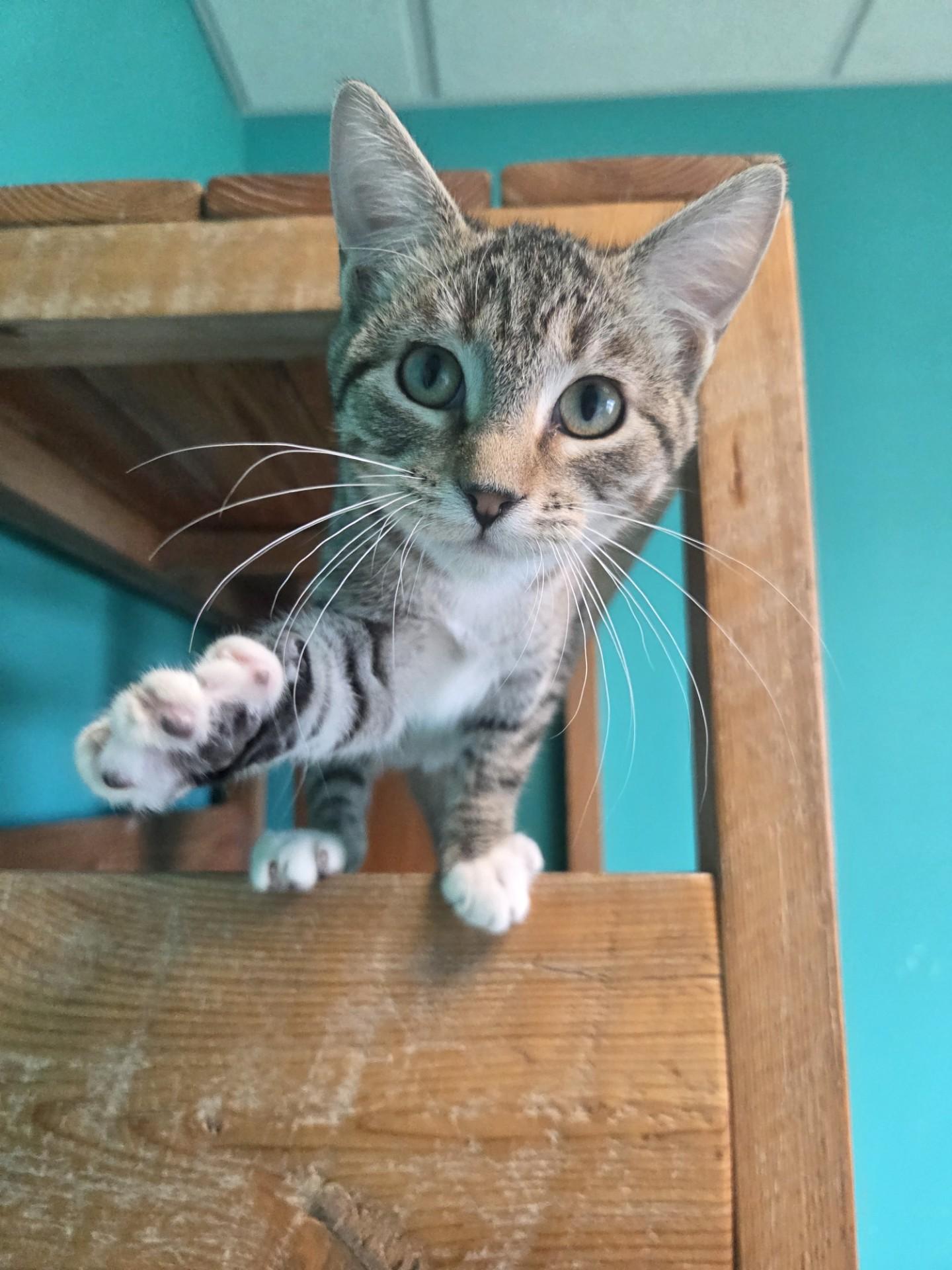 Blume, an adoptable Domestic Short Hair in Brookings, SD, 57006 | Photo Image 3