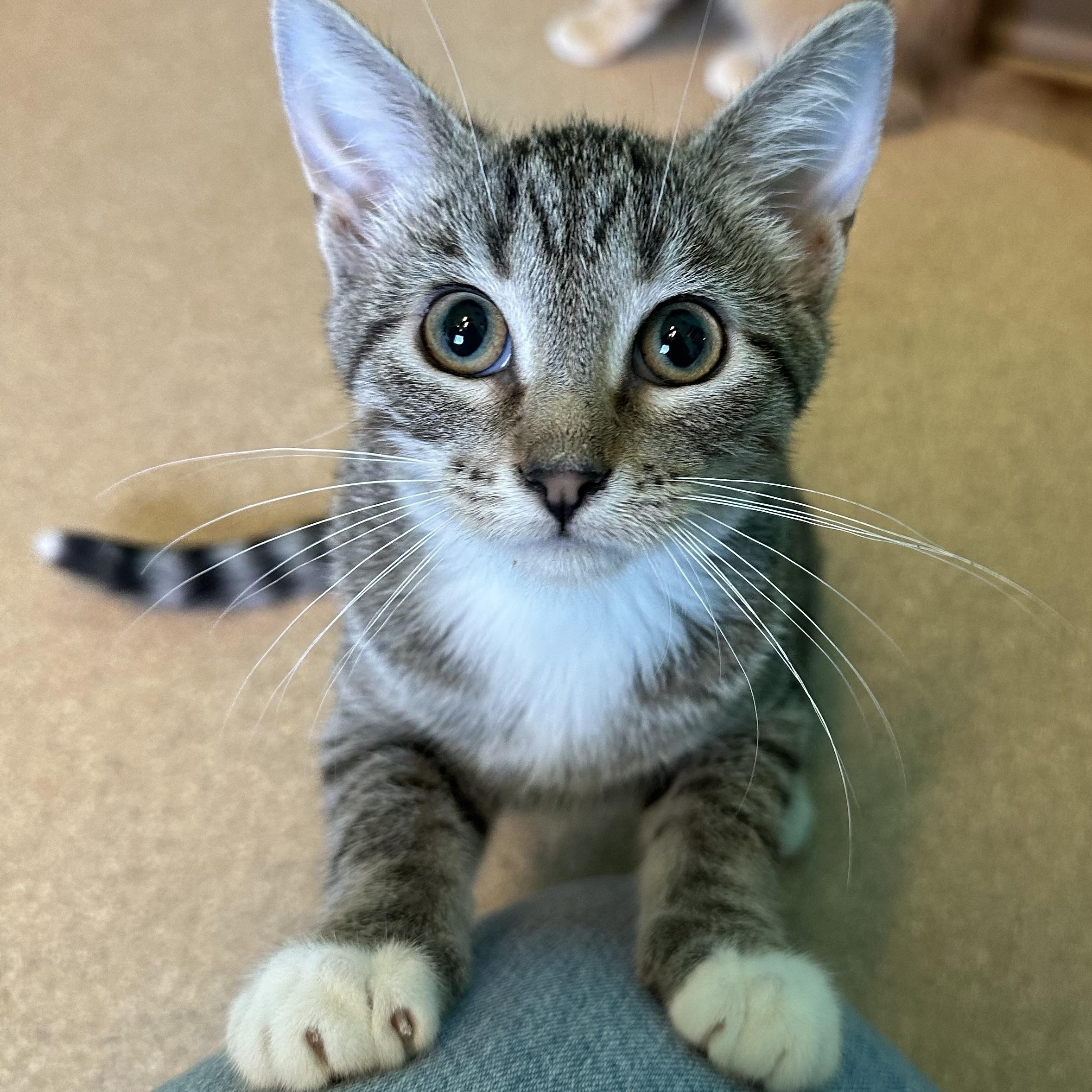 Blume, an adoptable Domestic Short Hair in Brookings, SD, 57006 | Photo Image 1