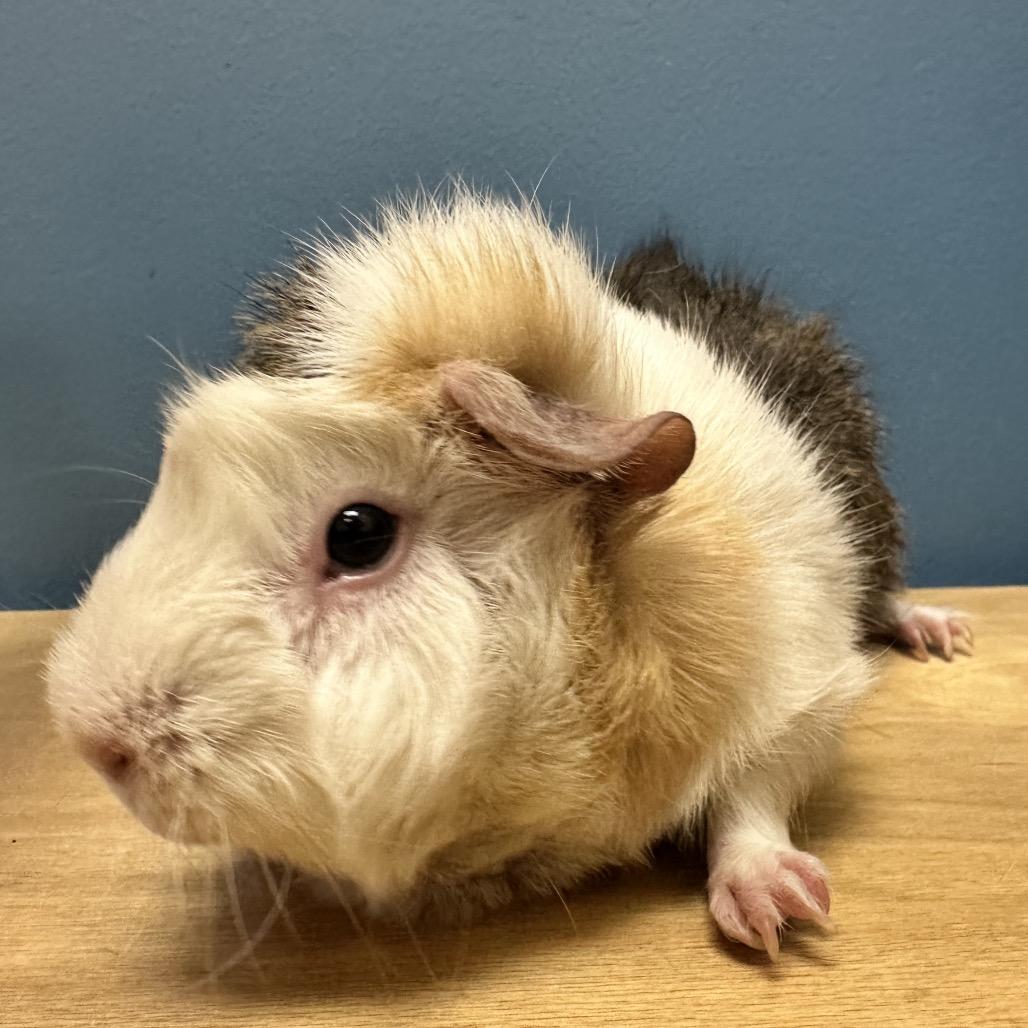 Enlarge Sassafras (bonded with Chamomile), a Adoptable Guinea Pig in Decatur, GA image 1/3