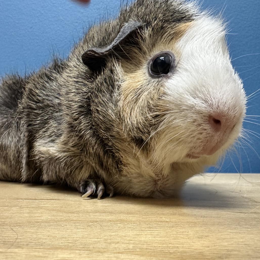 Enlarge Sassafras (bonded with Chamomile), a Adoptable Guinea Pig in Decatur, GA image 2/3