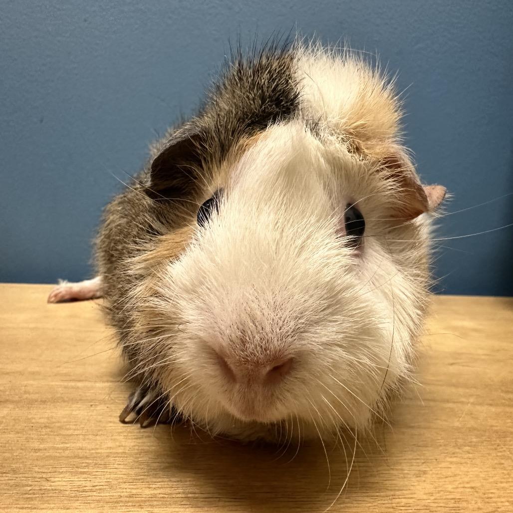 Enlarge Sassafras (bonded with Chamomile), a Adoptable Guinea Pig in Decatur, GA image 3/3