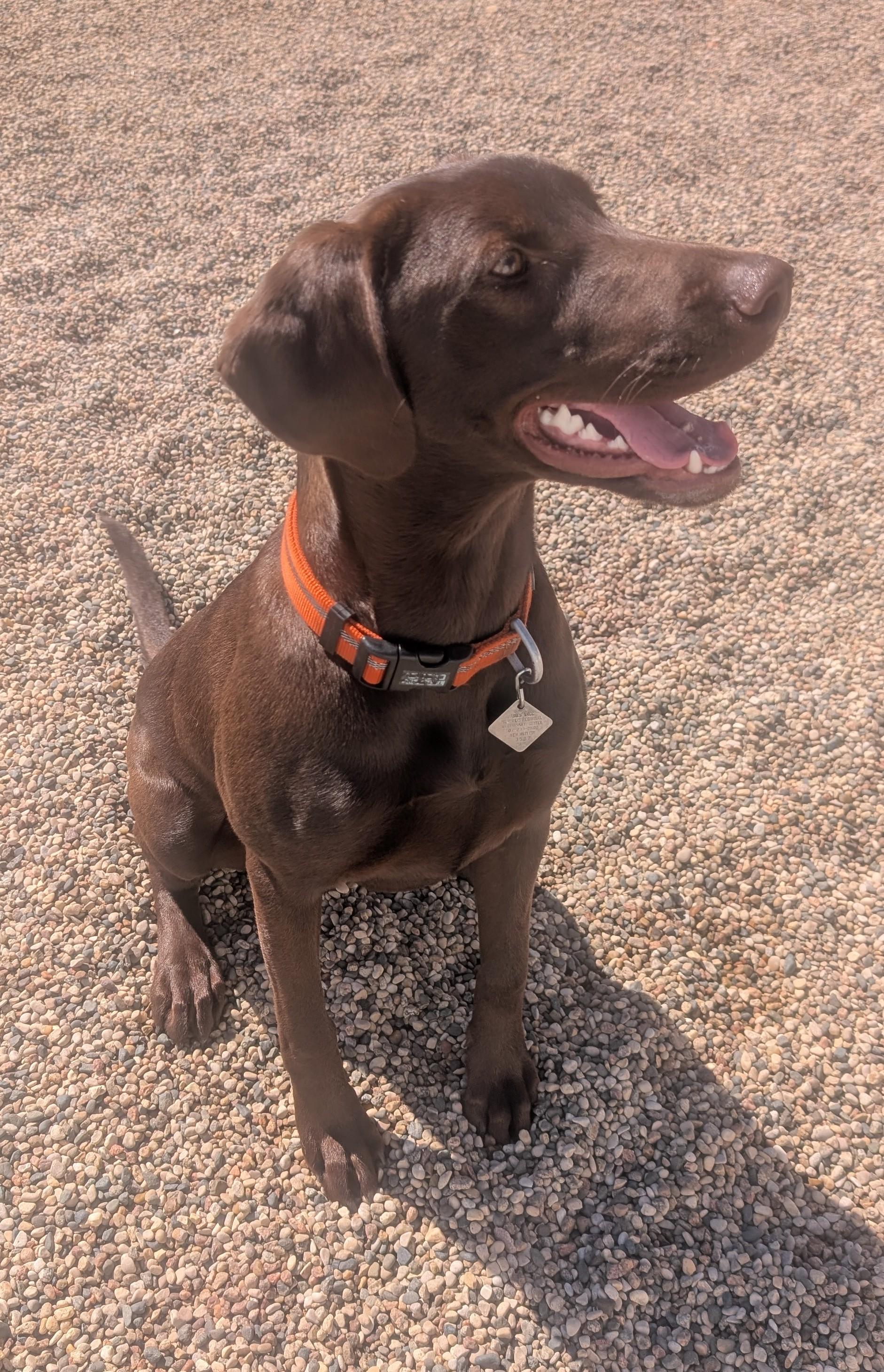 Callie, an adoptable Chocolate Labrador Retriever in New Ulm, MN image 5/6