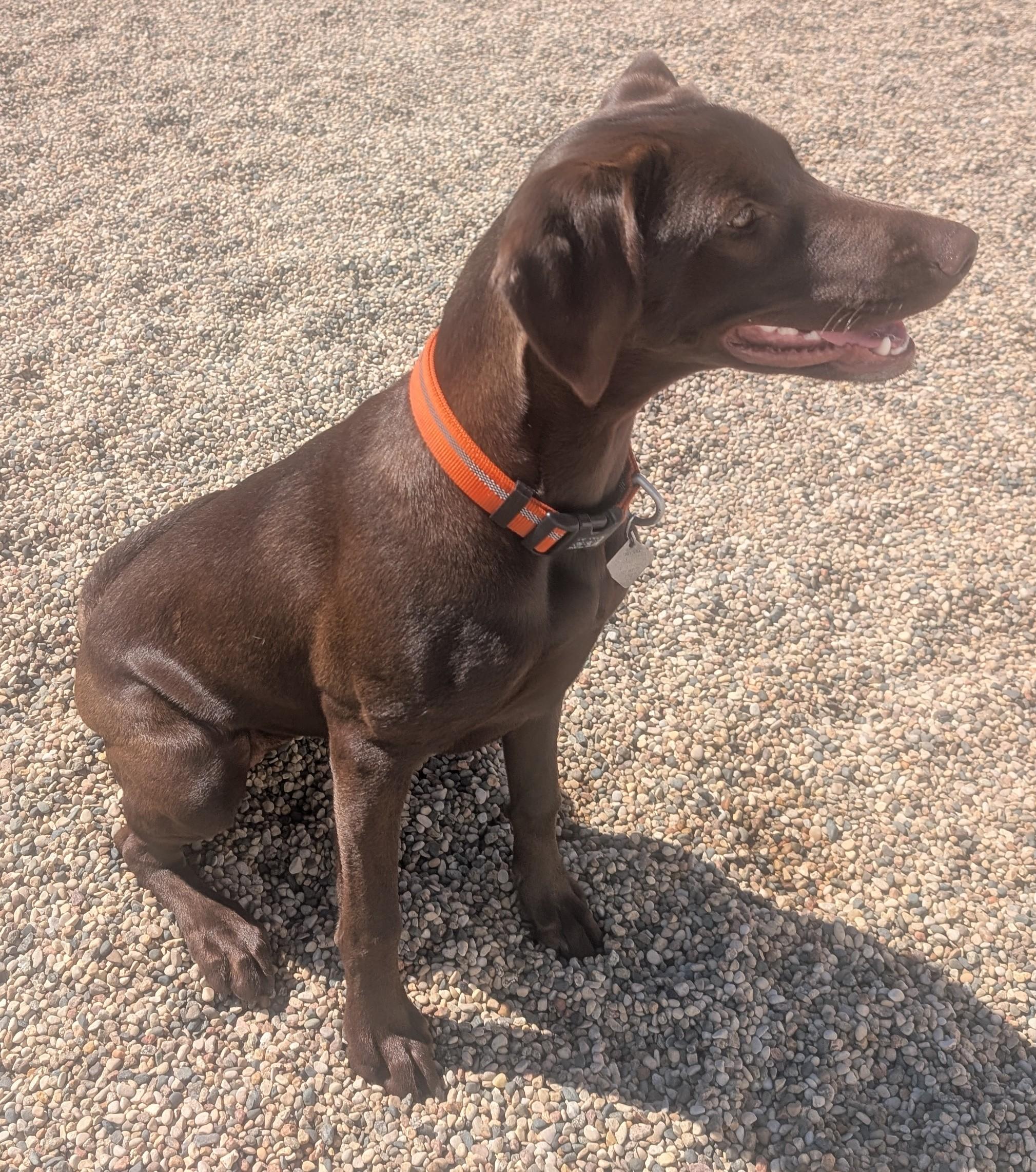 Callie, an adoptable Chocolate Labrador Retriever in New Ulm, MN image 4/6